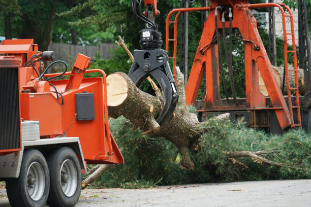 Tree Care Services